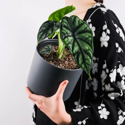 Plants Store Gallery Img 4